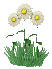 aaa blume 22