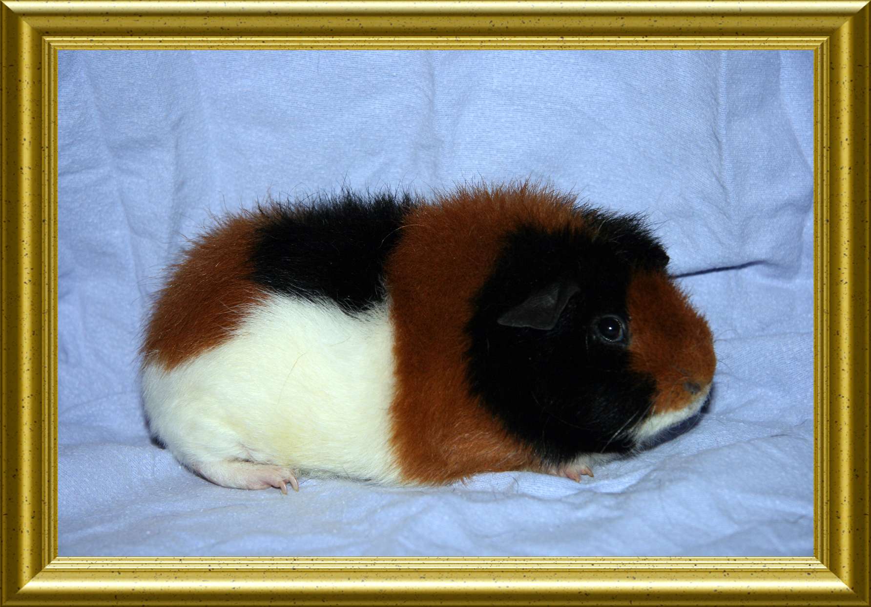 hp schwein Juli 2011 005