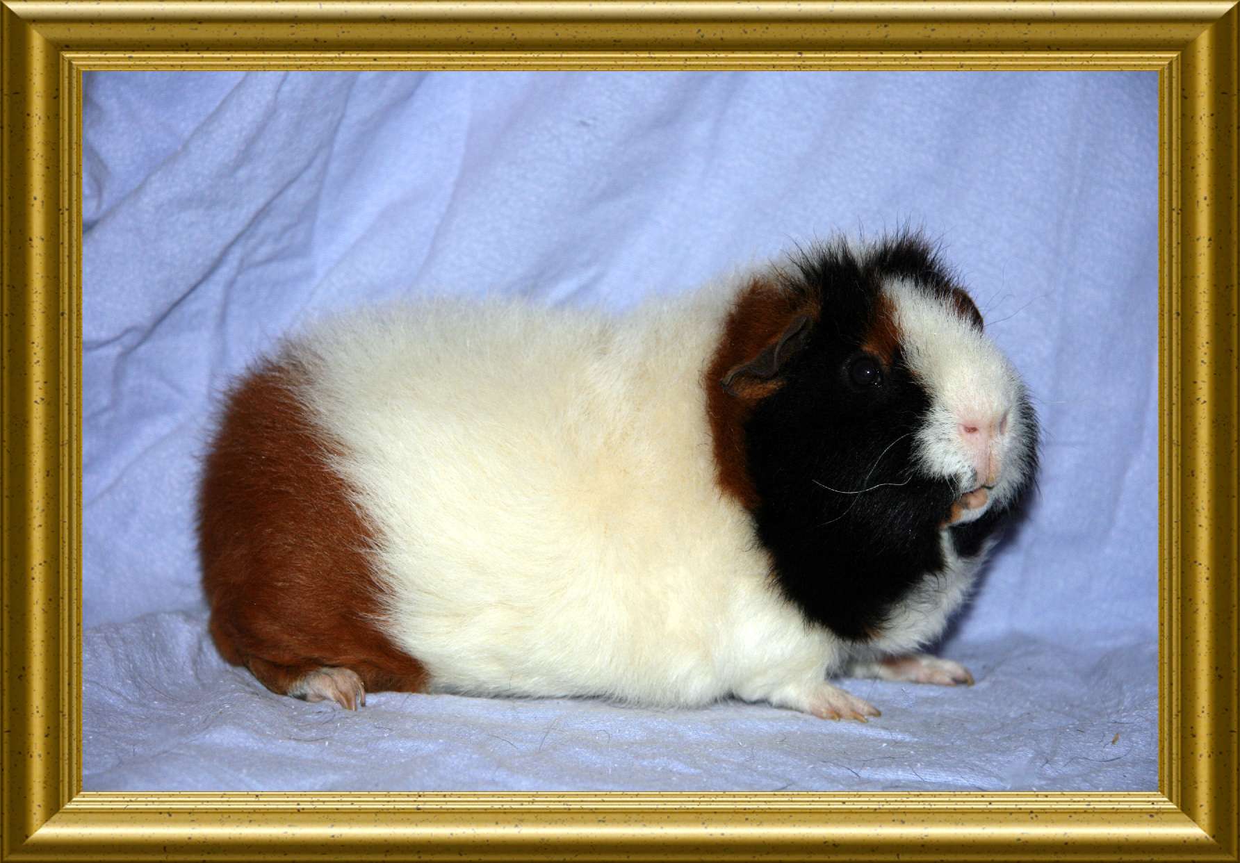 hp schwein Juli 2011 026